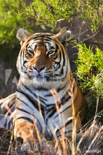 Picture of Portrait of a tiger
